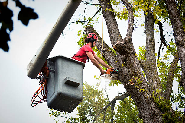 Tree Removal for Businesses in Christiansburg, VA